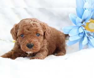 Goldendoodle Puppy for sale in SHILOH, OH, USA
