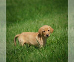 Small Photo #7 Labrador Retriever Puppy For Sale in FRESNO, OH, USA