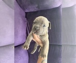 Small #1 American Bully