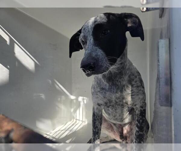 Medium Photo #1 Labrador Retriever-Unknown Mix Puppy For Sale in Houston, TX, USA