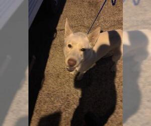 Siberian Husky-Unknown Mix Dogs for adoption in Houston, TX, USA