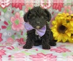 Small #2 YorkiePoo