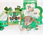 Small Photo #6 Chihuahua Puppy For Sale in CHARLESTON, AR, USA