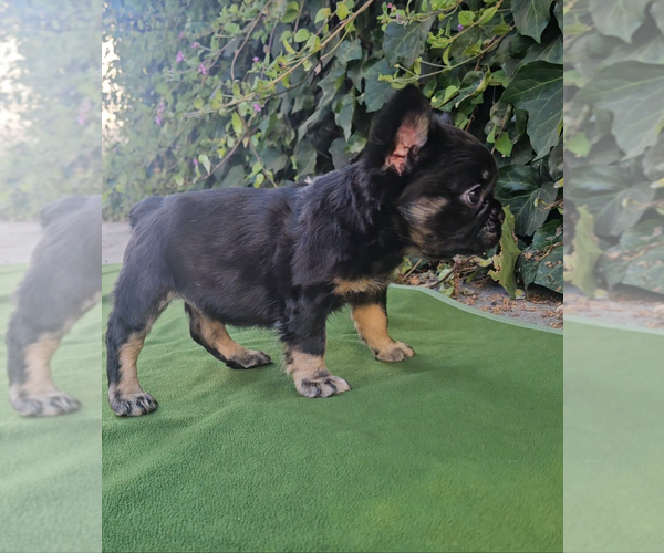 Medium Photo #6 French Bulldog Puppy For Sale in LOS ANGELES, CA, USA