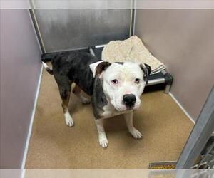 Mutt Dogs for adoption in Martinez, CA, USA