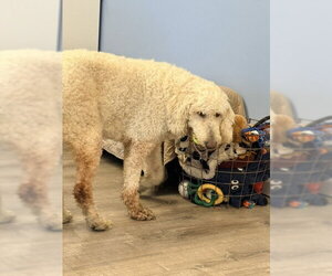 Daisy - Female Mutt Dog for Adoption - Photo #4