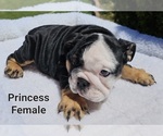 Small Photo #8 Bulldog Puppy For Sale in FRESNO, CA, USA