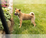 Puppy Jethro Shiba Inu