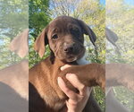 Small Labrador Retriever Mix