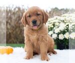 Small #4 Golden Retriever