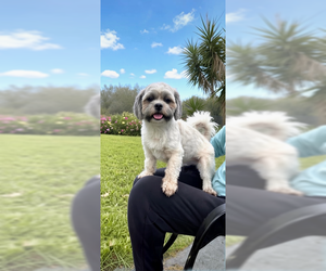 Tyler - Male Shih Tzu Dog for Adoption - Photo #3