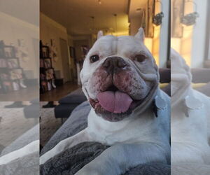 Bulldog Dogs for adoption in Princeton, MN, USA