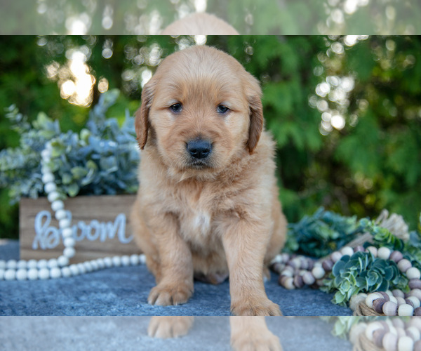 Medium Photo #3 Golden Retriever Puppy For Sale in NAPPANEE, IN, USA