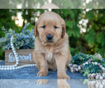 Small Photo #3 Golden Retriever Puppy For Sale in NAPPANEE, IN, USA