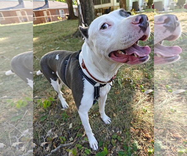 Medium Photo #13 American Pit Bull Terrier-Unknown Mix Puppy For Sale in Germantown, OH, USA