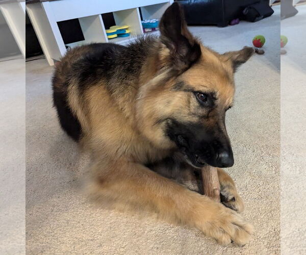 Medium Photo #27 German Shepherd Dog Puppy For Sale in Fargo, ND, USA