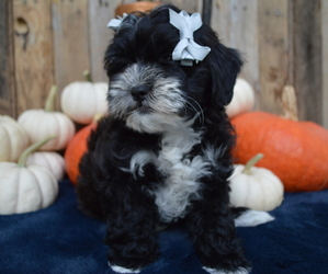Shih-Poo Puppy for sale in HONEY BROOK, PA, USA
