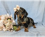 Small Photo #8 Dachshund Puppy For Sale in LEOLA, PA, USA