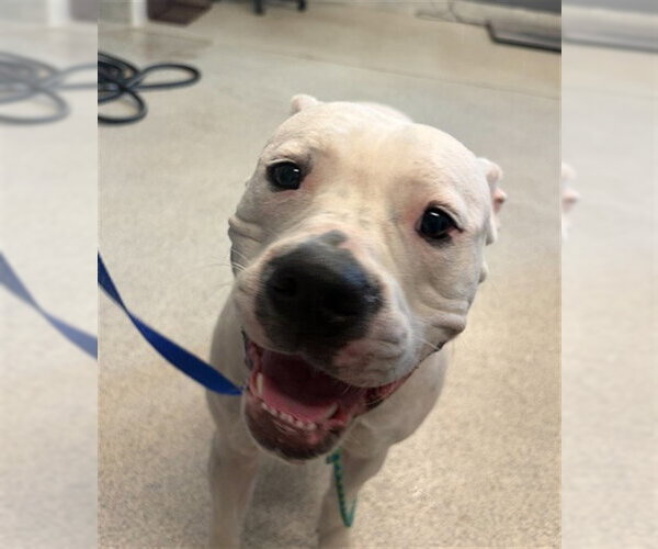 Medium Photo #1 American Bulldog-Unknown Mix Puppy For Sale in Tallahassee, FL, USA