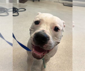 American Bulldog-Unknown Mix Dogs for adoption in Tallahassee, FL, USA