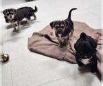 Small Chihuahua Mix