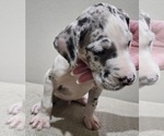 Small Photo #6 Great Dane Puppy For Sale in FORNEY, TX, USA