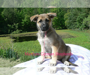 German Shepherd Dog Puppy for sale in PIEDMONT, MO, USA