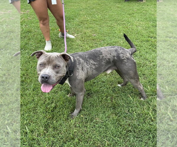 Medium Photo #2 Mutt Puppy For Sale in Evansville, IN, USA
