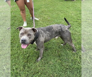 Mulligan - Male Mutt Dog for Adoption - Photo #2