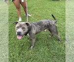 Small #1 Mutt