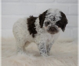 Cock-A-Poo Puppy for sale in FREDERICKSBG, OH, USA