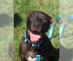 Small #10 Labrador Retriever Mix