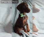 Small #1 Doberman Pinscher