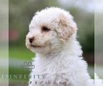 Small #4 Bernedoodle (Miniature)