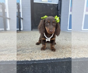 Dachshund Puppy for sale in RANDOLPH, MA, USA