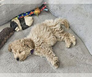 Golden Retriever-Goldendoodle Mix Puppy for sale in KENAI, AK, USA