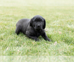 Small Photo #2 Cane Corso Puppy For Sale in MENTONE, IN, USA