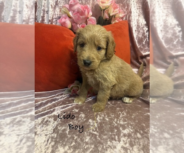 Medium Photo #4 Goldendoodle Puppy For Sale in SAINT CLOUD, MN, USA