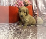 Small #3 Goldendoodle