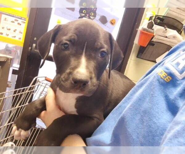 Medium Photo #1 Mutt Puppy For Sale in Tulsa, OK, USA