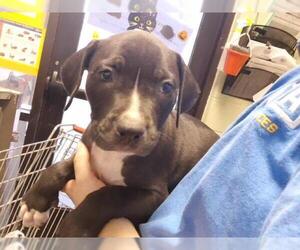 Mutt Dogs for adoption in Tulsa, OK, USA