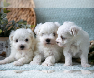 Maltese Litter for sale in HOLMESVILLE, OH, USA