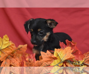 Yorkipoo Puppy for sale in ELDORADO, OH, USA
