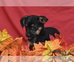 Image preview for Ad Listing. Nickname: Tinkerbelle