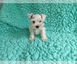 Small Photo #4 Schnauzer (Miniature) Puppy For Sale in LAUREL, MS, USA