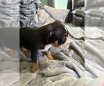 Small Photo #17 American Bully Puppy For Sale in LOGANVILLE, GA, USA