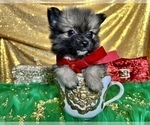 Small #36 Pomeranian