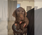 Image preview for Ad Listing. Nickname: AKC Choco labs