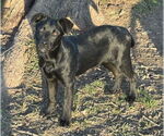 Small #7 Labrador Retriever Mix