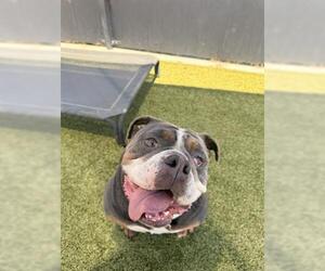American Bulldog Dogs for adoption in San Martin, CA, USA